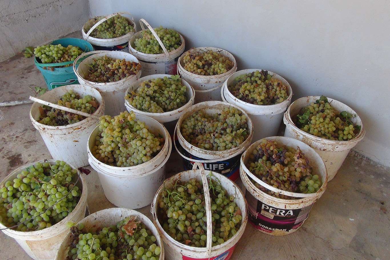Üzümün pekmez ve pestil olma yolculuğu başladı